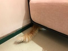 -藏猫猫咖啡主题馆(中央大道店)