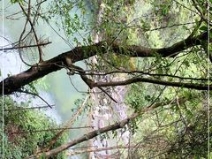 -石台牯牛降景区