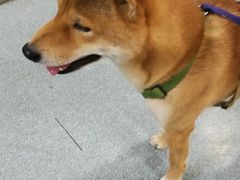 -美联众合爱康动物医院•复杂内科•肿瘤科•牙科•腔镜诊疗中心