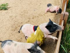 -中国马镇舞马世界主题乐园