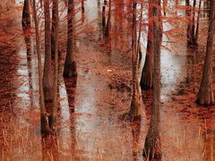 -白鹭湾湿地公园