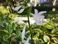 -静安公园(静安寺街道)