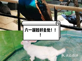 超高性价比萌宠乐园哟，六一遛娃等你呀！