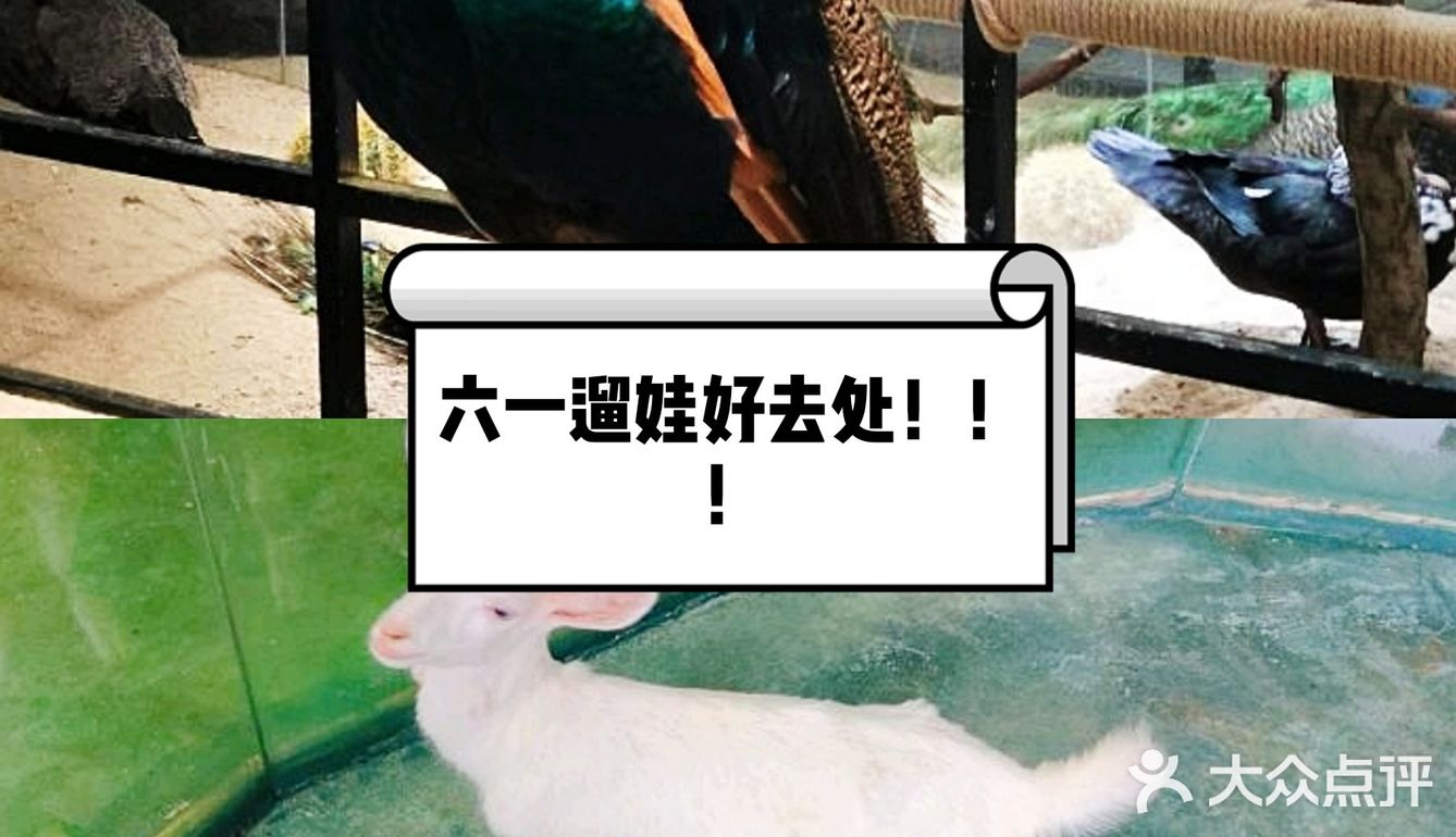 超高性价比萌宠乐园哟，六一遛娃等你呀！