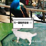 超高性价比萌宠乐园哟，六一遛娃等你呀！