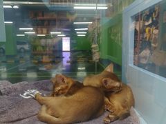 -FAELING PETS美天灵宠物(合生汇店)