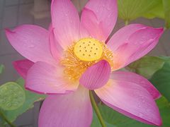 -莲花池公园