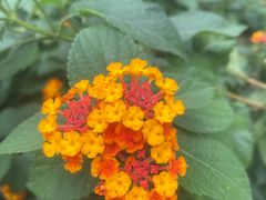 -合肥滨湖国家森林公园