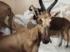 -陕西自然博物馆