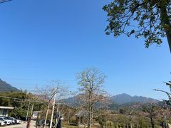 -竹乡园柴火竹筒饭·烧鸡(白水寨*森林海店)