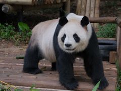 -深圳野生动物园