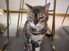 -飞行喵MR PILOT|猫舍·猫咖(静安大融城店)