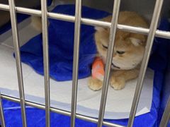 -中农国际动物医院24小时·猫科·骨科·急重症中心