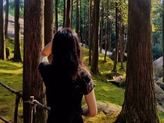 -玉苍山国家森林公园