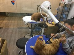 -PETKIT小佩宠物(古北店)