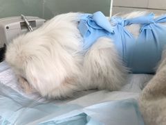 -康旭宠物医院(郑州总院)