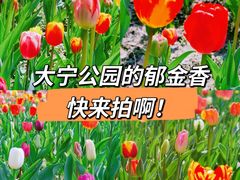 -大宁公园