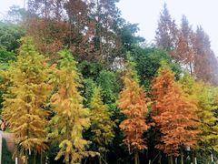 -重庆彩云湖湿地公园