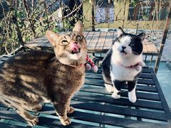 -喵屿·大理花园猫咖