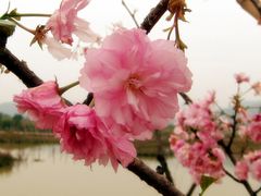 -天适樱花悠乐园
