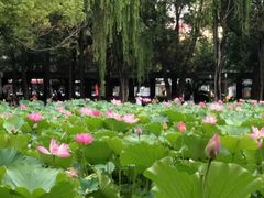-四川大学(望江校区)