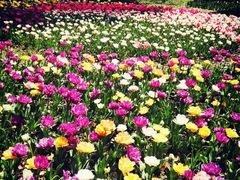 -上海鲜花港