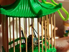 -小吊梨汤·北京菜·烤鸭(双井乐成中心店)