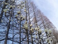 -杭州植物园