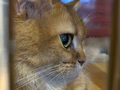 -御宝贝·A梦猫科宠物医院(国际猫友好医院)