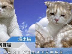 糯米糍-藏猫猫咖啡主题馆(中央大道店)