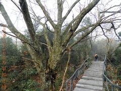 -祁门牯牛降观音堂风景区