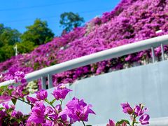 -深圳仙湖植物园