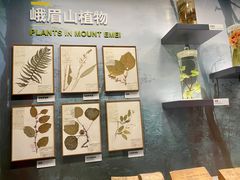-四川大学博物馆