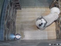 -宠物之家Pets Home 宠物寄养酒店