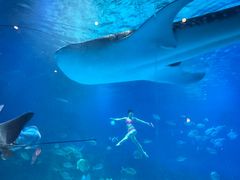 -烟台海昌鲸鲨海洋公园