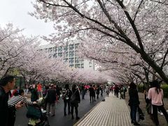 -同济大学-北苑食堂