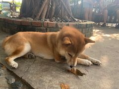 -柴犬高等学院·狗咖·柴犬售卖·宠物训练