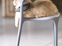 -豆逗聊愈猫阁Easy Life