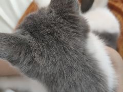 -lincat·猫舍(广州店)