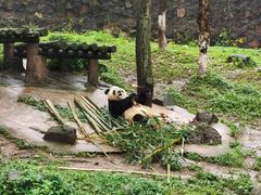 -都江堰中华大熊猫苑
