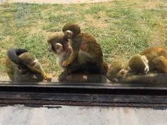 -石家庄市动物园