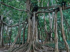 -中国科学院西双版纳热带植物园