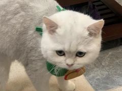 -佳雯宠物医院·皮肤科·内外科(春晓路分院)