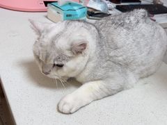 -瑞派康怡24h宠物医院·犬猫医疗中心·微创绝育(瑞景分院)