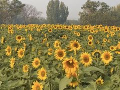 -汉长安城未央宫国家考古遗址公园