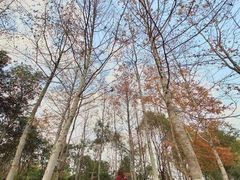 -衢州飞鸿滑草场
