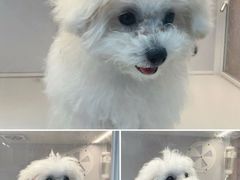 -翊宠yipet猫狗购宠庄园犬舍•猫舍