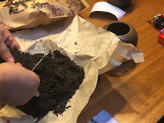 -普洱茶府(博乐广场店)
