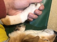 -猫色咖啡·猫咖