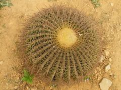 -松山湖梦幻百花洲